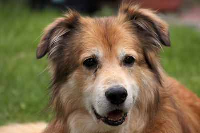 Close-up portrait of a dog