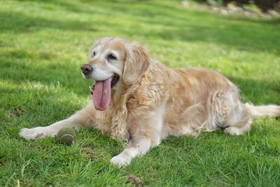 View of a dog on field