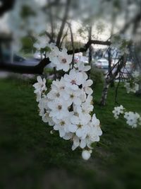 Close-up of white flowers on tree