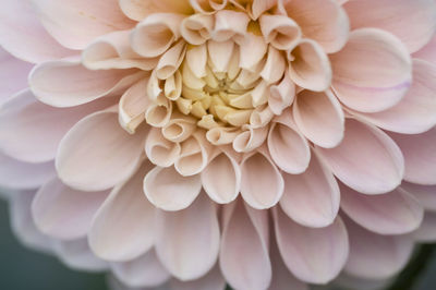Close-up of white flower