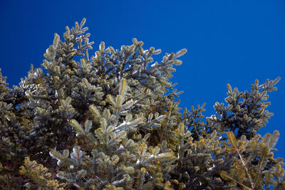 Low angle view of trees against clear blue sky during winter