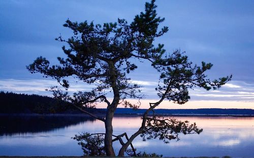 Bare trees by calm lake