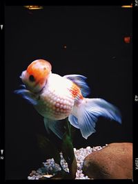 Fish swimming in sea
