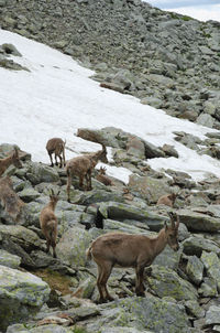 Deer grazing on field