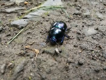 High angle view of insect on rock