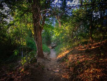 Trees in forest