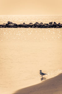 Seagull on beach against sky