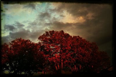 Low angle view of trees against cloudy sky