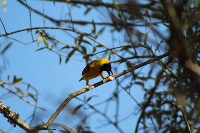 Low angle view of bird perching on tree