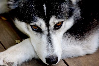 Close-up portrait of dog