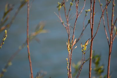 Close-up of plants against blurred background