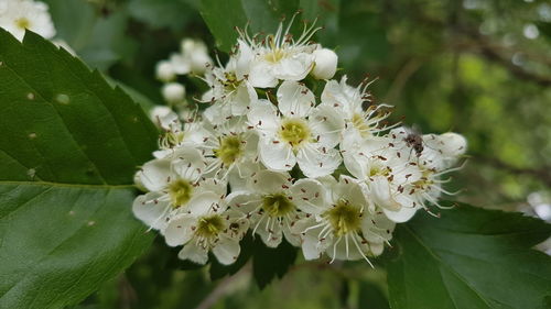 Close-up of white flowers on branch