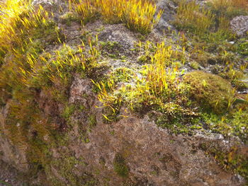 Plants growing on rocks