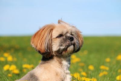 Close-up of dog looking away on field