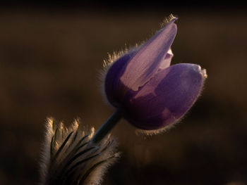 Close-up of purple flowering plant