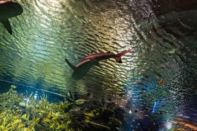 Inside the newly opened ocean wonders sharks exhibit at the new york aquarium in coney island.