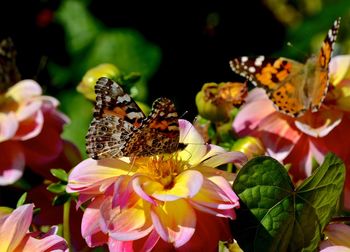 Close-up of butterfly pollinating on flower