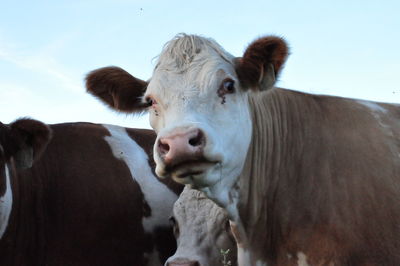 Close-up of goat