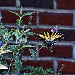 Eastern tiger swallowtail on plant against brick wall