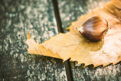 Close-up of snail on wood