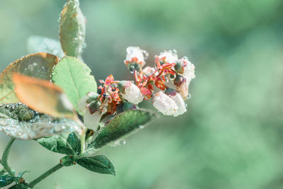 Close-up of flowering plant