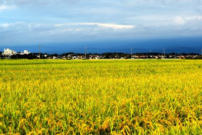 Scenic view of agricultural field against sky