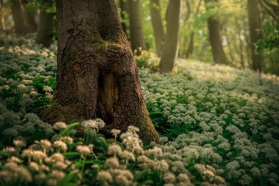 Wild garlic in the beech forest