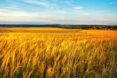 Gold wheat flied panorama with village on background, rural countryside. sunset crop field. belarus
