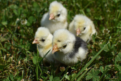 Close-up of chicks on field