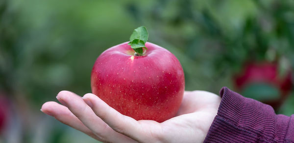 Harvesting the apples at the orchard, hand in frame