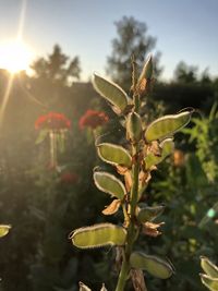 Close-up of plant against sky