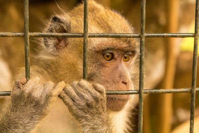 Close-up of monkey in cage