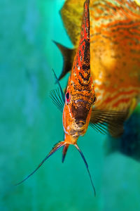 Close-up of fish swimming in sea