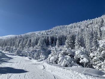 Snow covered trees against clear blue sky