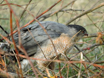 Close-up of bird perching on branch