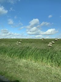 Scenic view of grassy field against sky