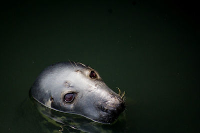 Close-up of dog swimming in water