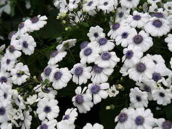 Close-up of white flowering plants