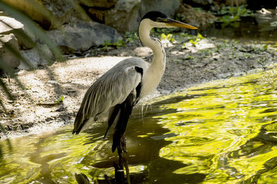 High angle view of gray heron on rock by lake