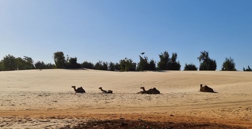 View of birds on beach