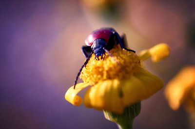 Close-up of bee pollinating on flower