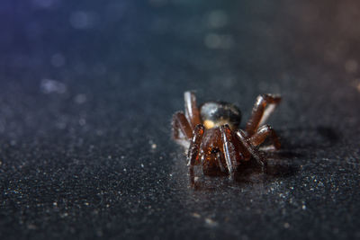 Close-up of spider