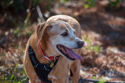 Close-up of a dog looking away