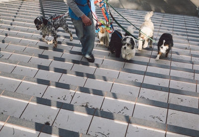 Low section of man walking with dogs at steps