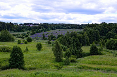 Trees on field against sky