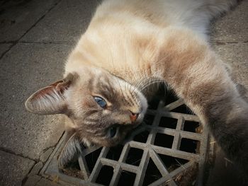 Close-up portrait of cat relaxing on sewer