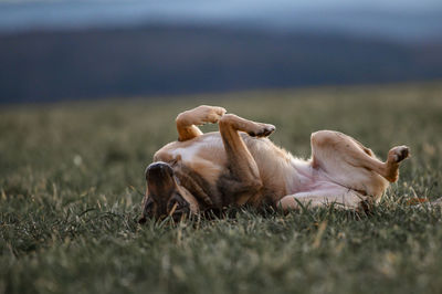 Dog lying on grass