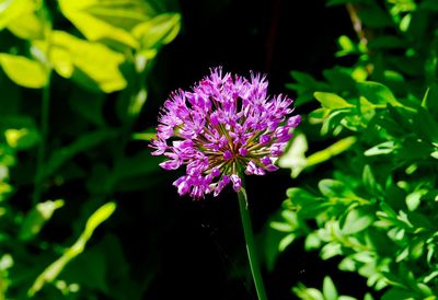 Close-up of pink flowers