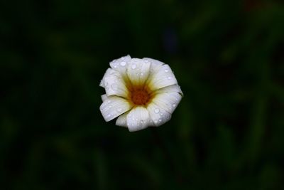 Close-up of white flowers