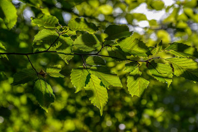 Close-up of green leaves on tree